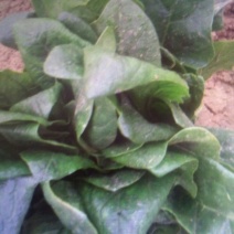 越冬菠菜15~20厘米