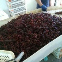 河虾活虾26~30只/kg