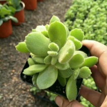 多肉植物含盆