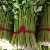 新野大棚芹菜大量上市支持各种包装