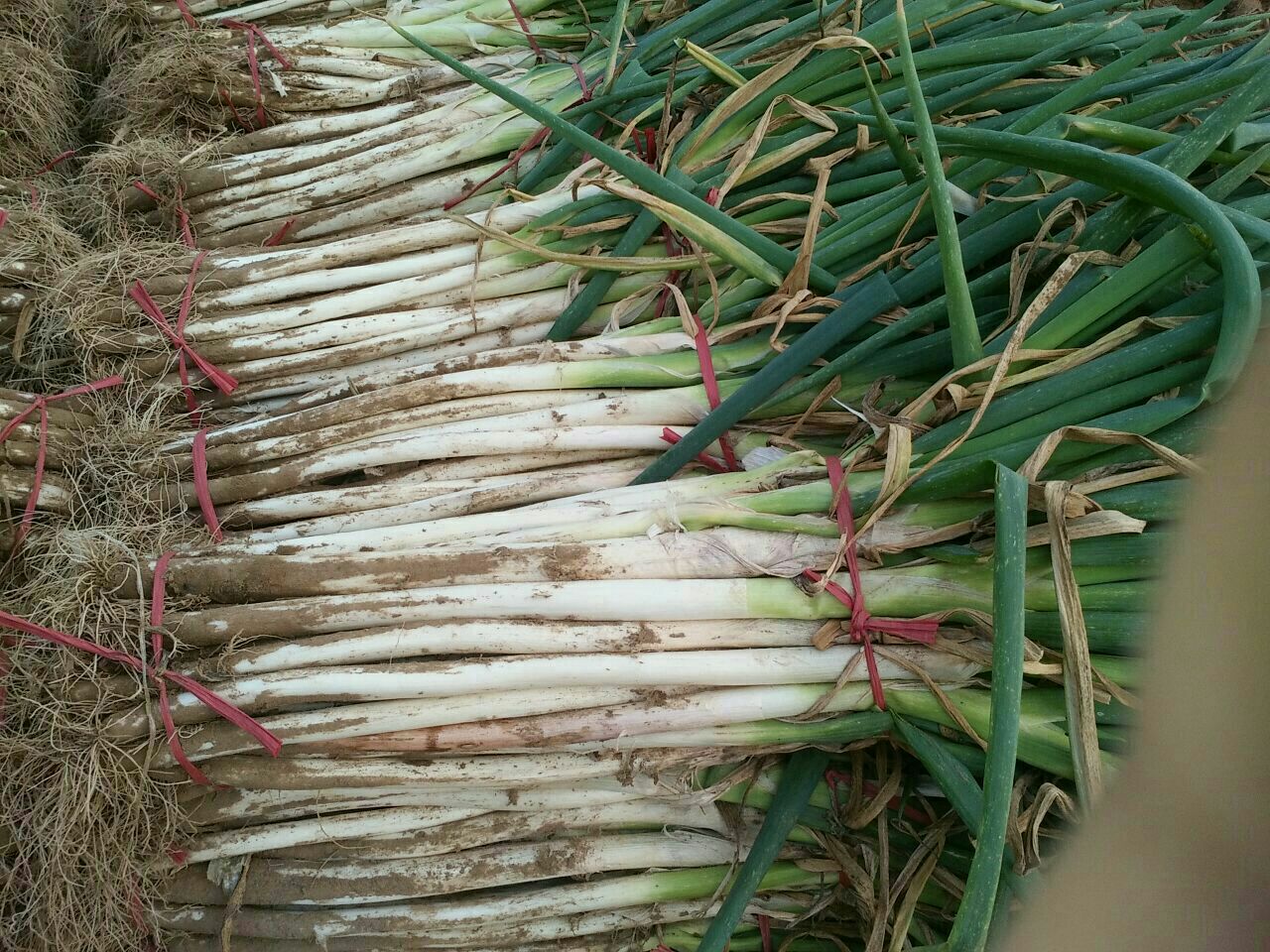 包装车间内的鸡腿大葱分级处理流程