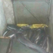 六须鲶饲料