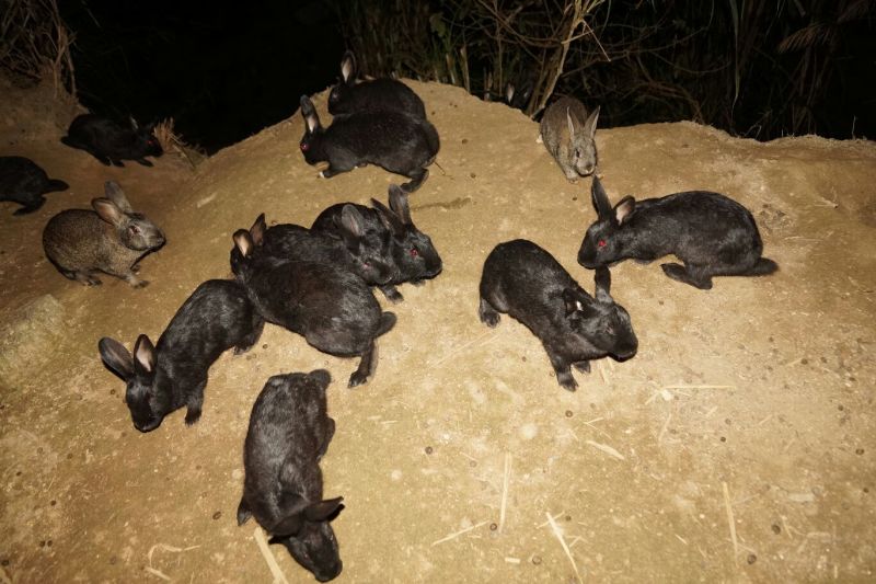 [肉兔批发]福建龙岩上杭县兔子 120.00元/只杂交兔 灰兔 _ 一亩田