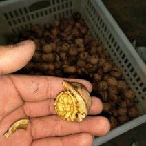 绵核桃30mm以上去皮干