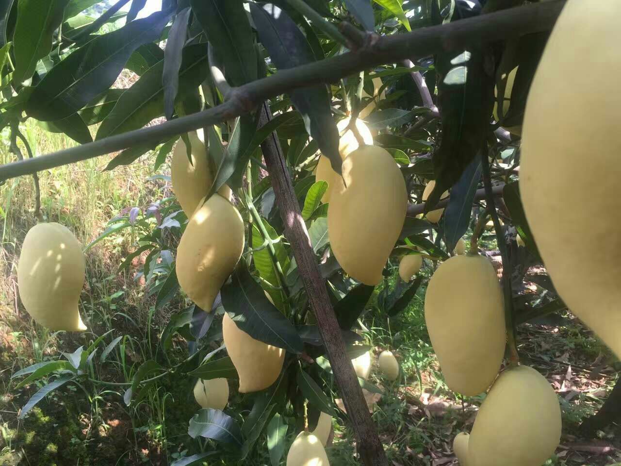 鹰嘴芒果采摘场景