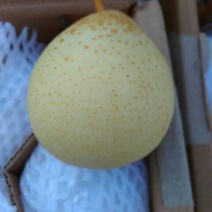 鸭梨
