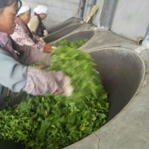 老树茶特级