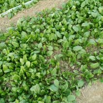 大叶菠菜15~20厘米