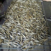 鲤鱼干