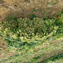 大叶菠菜20~25厘米