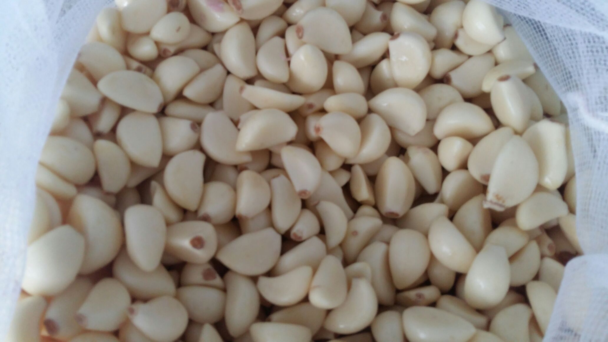 剥蒜米机器工作特写：不锈钢滚筒式设备正在高速运转，新鲜大蒜经进料口自动送入，透明观察窗内可见蒜瓣翻滚碰撞，外层蒜皮被柔性橡胶辊剥离，洁净蒜米从出料口均匀滑落，地面无碎皮堆积