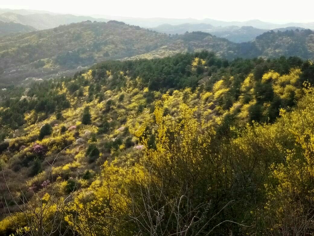 青翘在园林景观中的布置
