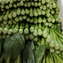 菜苔