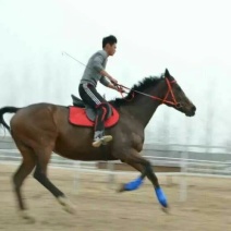 阿拉伯马400~500kg