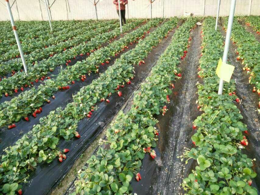 甜宝草莓植株整体形态