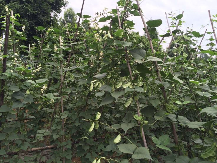 一株生长中的扁豆植物,藤蔓缠绕在支架上,叶片为三出复叶,清晰可见垂挂的绿色扁平豆荚,阳光照射下显得鲜嫩水灵,背景为田园菜园环境 扁豆植株特写