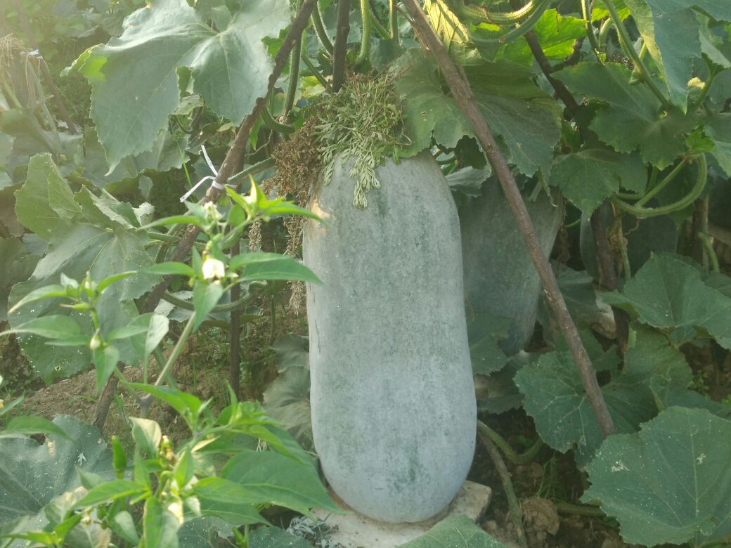 冬瓜带皮切片与干燥冬瓜皮对比图