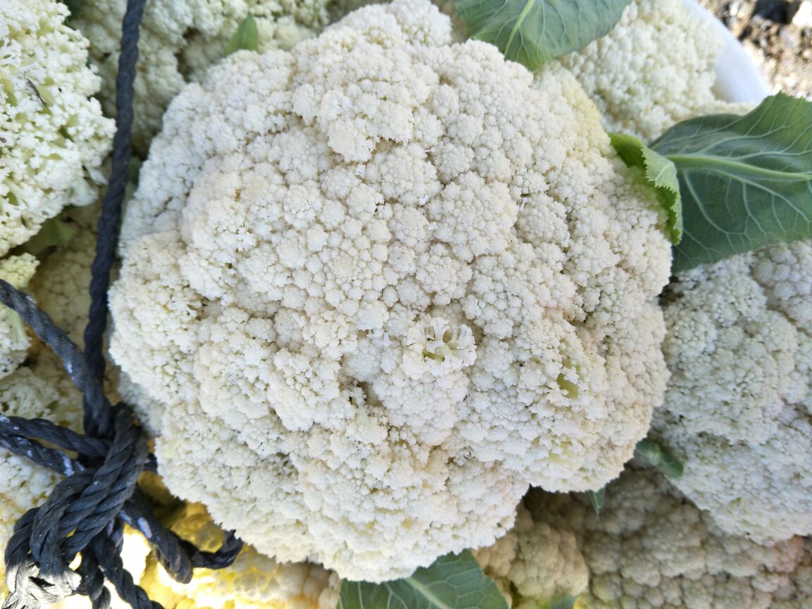 四宫格图片:左上为完整松花菜特写;右上为手掰成单朵过程;左下为盐水浸泡中的松花菜;右下为用软毛刷清洁花梗基部的俯拍细节,水珠清晰可见 松花菜清洗步骤分解图