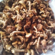 树秋菌一级