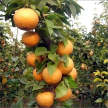 晚秋黄梨