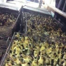 狮头鹅苗250g以下