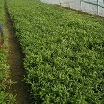 小叶茼蒿15~20cm