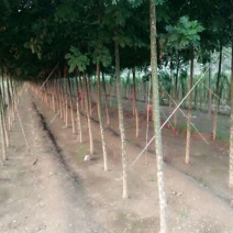 国槐10~12cm8~10cm2~3米