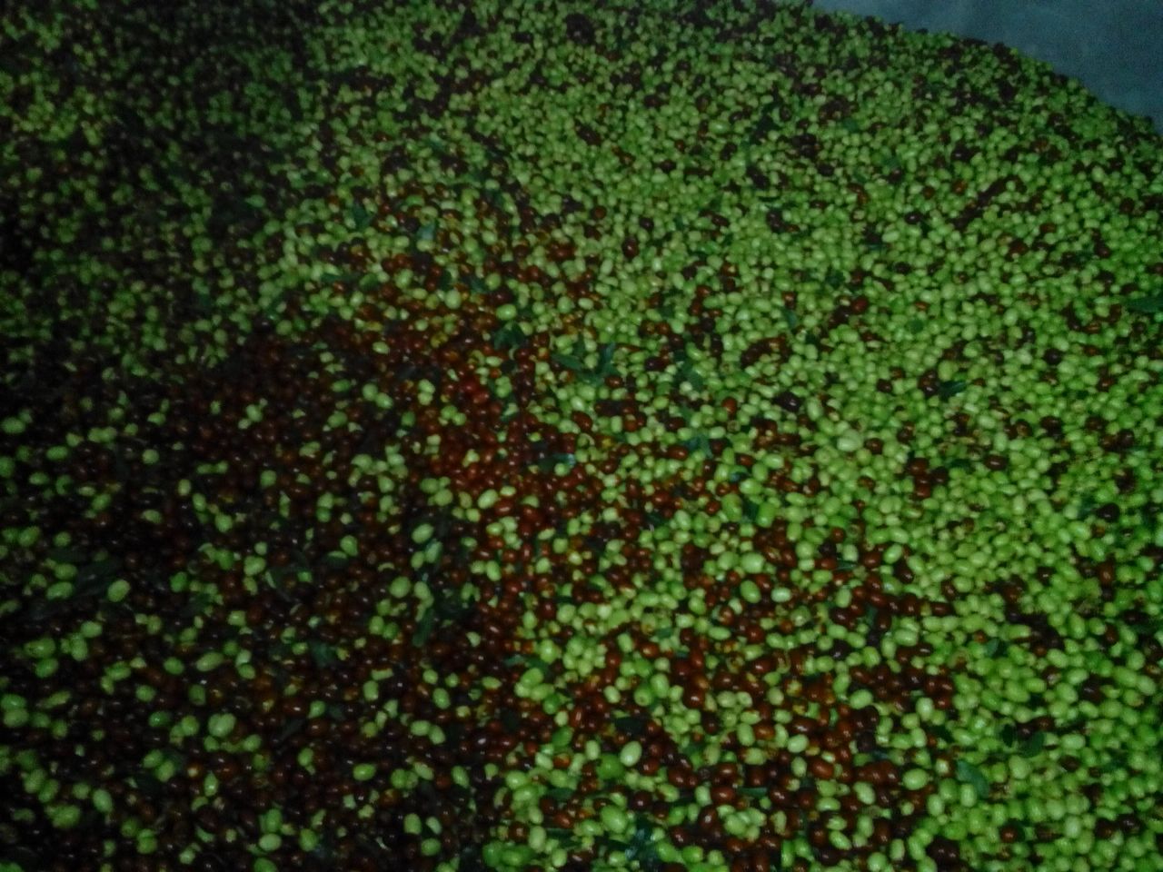 果农在阳光明媚的秋日里采摘冬枣,身穿工作服,动作熟练,展现丰收场景的真实写照 一位农民正在果园中手工采摘成熟的冬枣,手中握满红色果实,身后是整齐排列的冬枣树