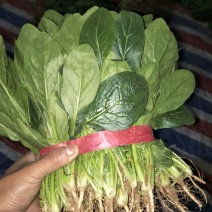 黑叶菠菜15~20厘米