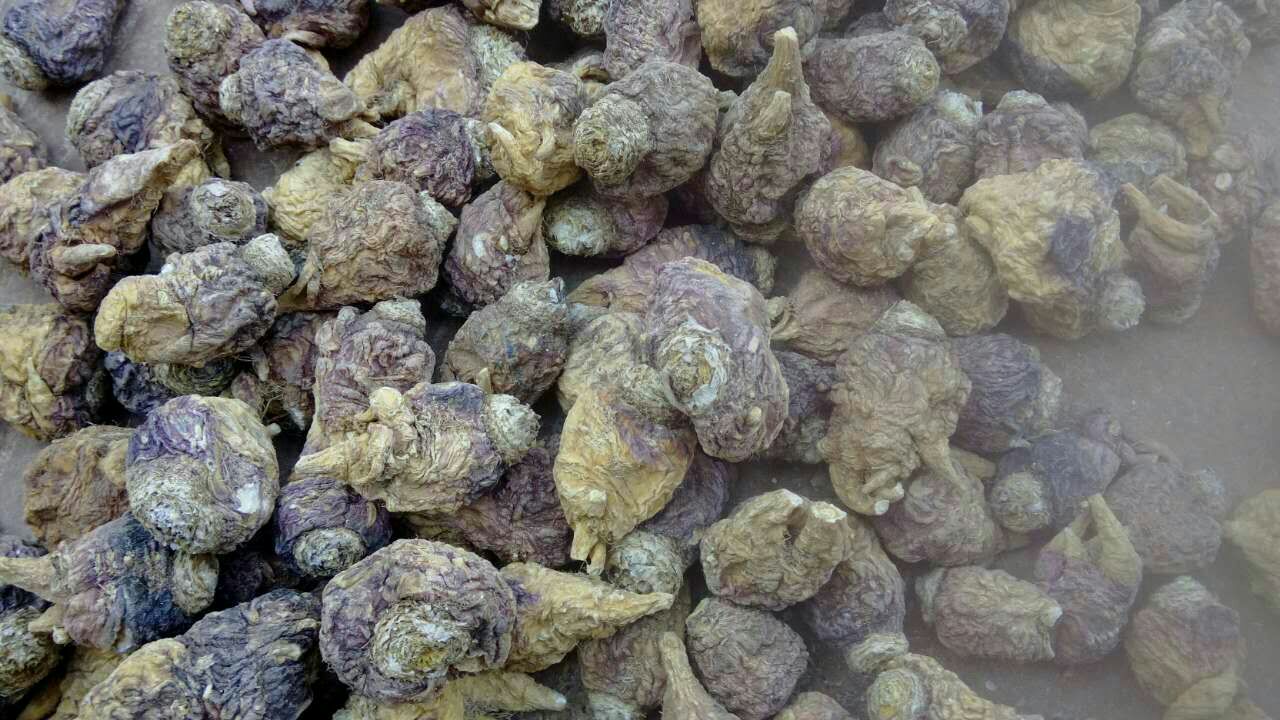 黑玛卡根茎实物图,展示其深黑色的外观和天然形态 黑玛卡根茎实物图