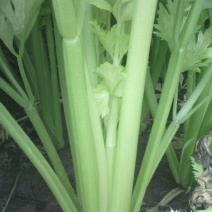 西芹50cm以上，芹菜！基地芹菜！捆把芹菜！袋装芹菜！