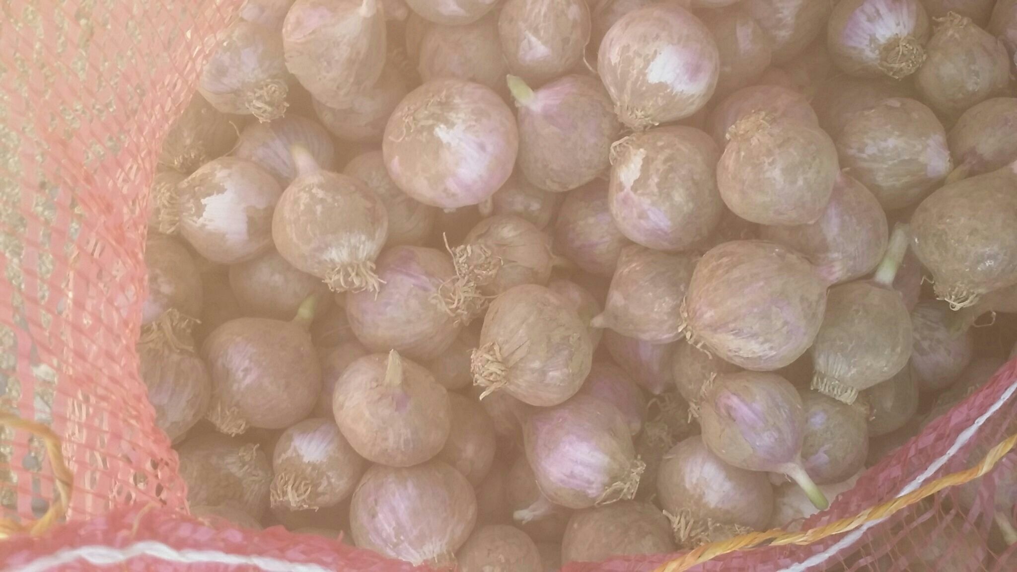 白色食品级真空硅窗袋平铺,内装200g去梗独头蒜,硅胶透气窗位于袋体中央呈浅灰色方形,袋口已热封,旁边放置数字式真空计显示残压4.8kPa,背景为恒温16℃仓储环境 真空硅窗保鲜袋封装独头蒜特写