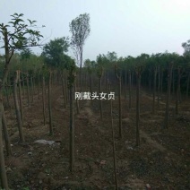 大叶女贞4cm以下