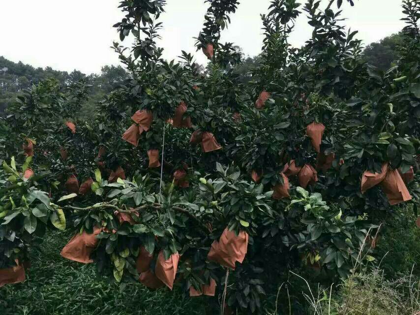 红心柚果实套袋操作特写
