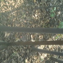 黄山栾树6~8cm4~6cm3.5~4米
