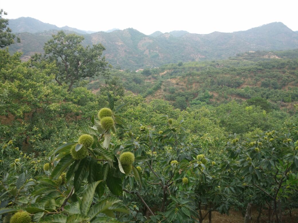迁西板栗种植园全景