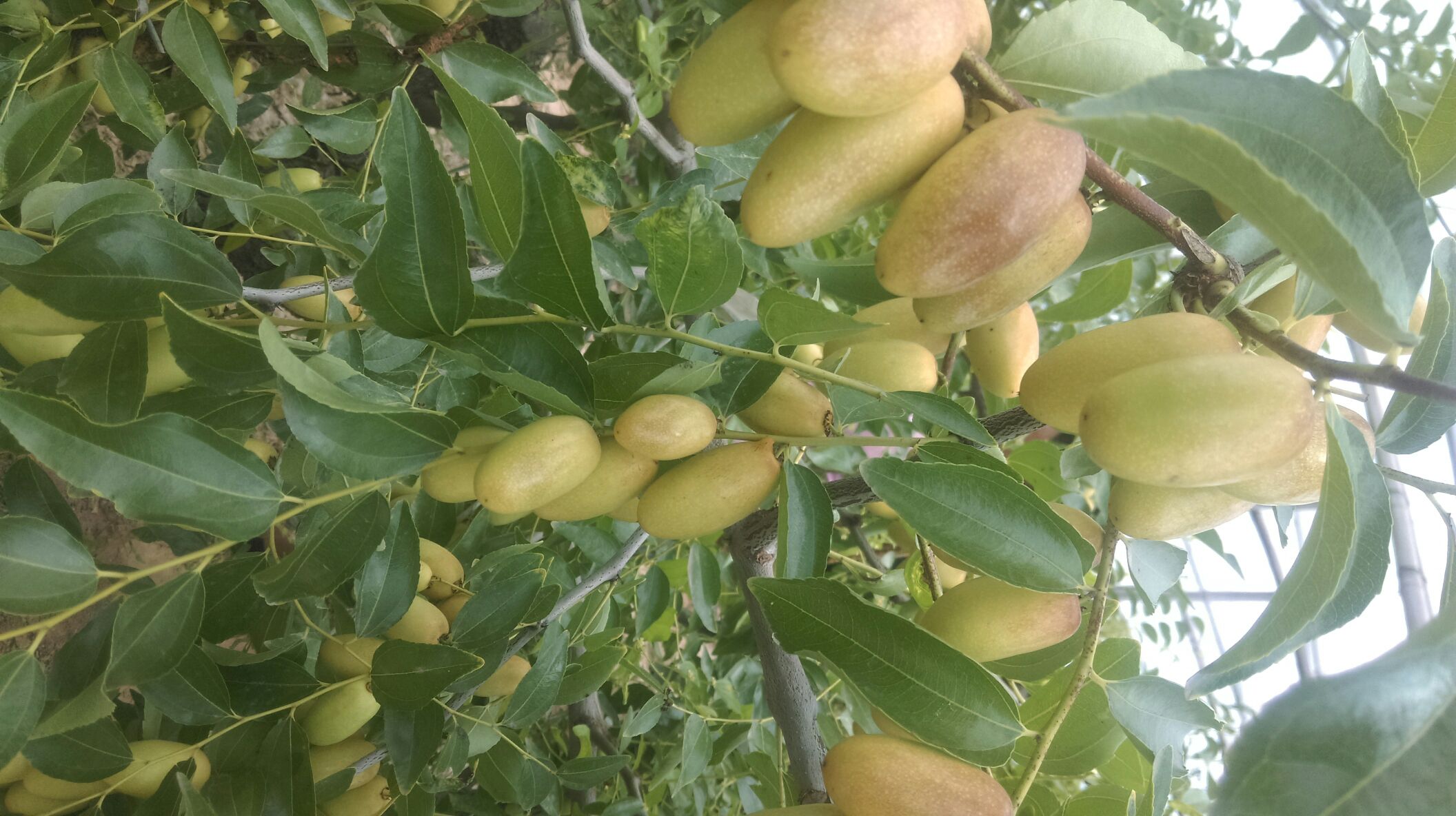长陵马牙枣特写照片