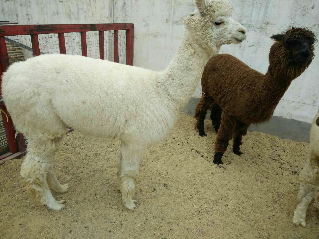 羊驼剪毛前后对比图