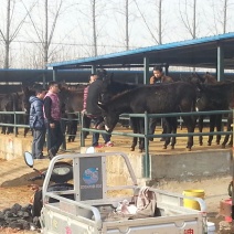 肉驴苗