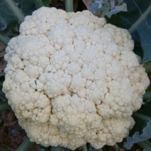 白花菜散装