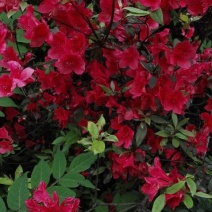 映山红5~10cm
