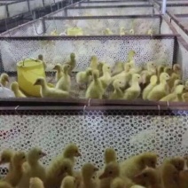 鹅苗