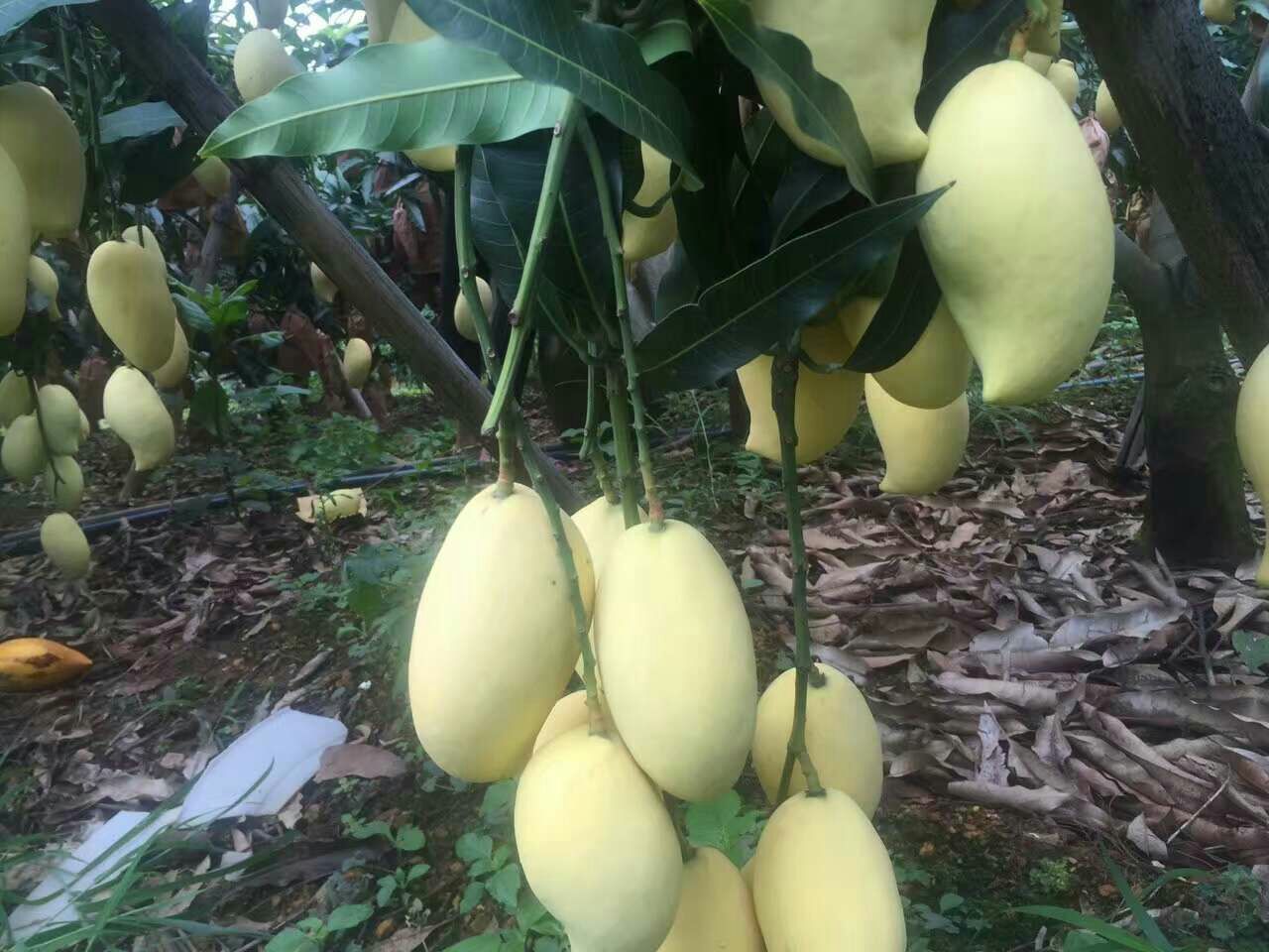 鹰嘴芒果成熟果实特写