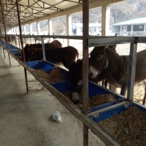 驴肉鲜货