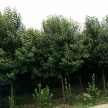 大叶女贞4cm以下