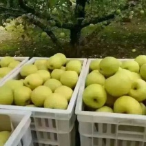 酥梨350~400g纸箱