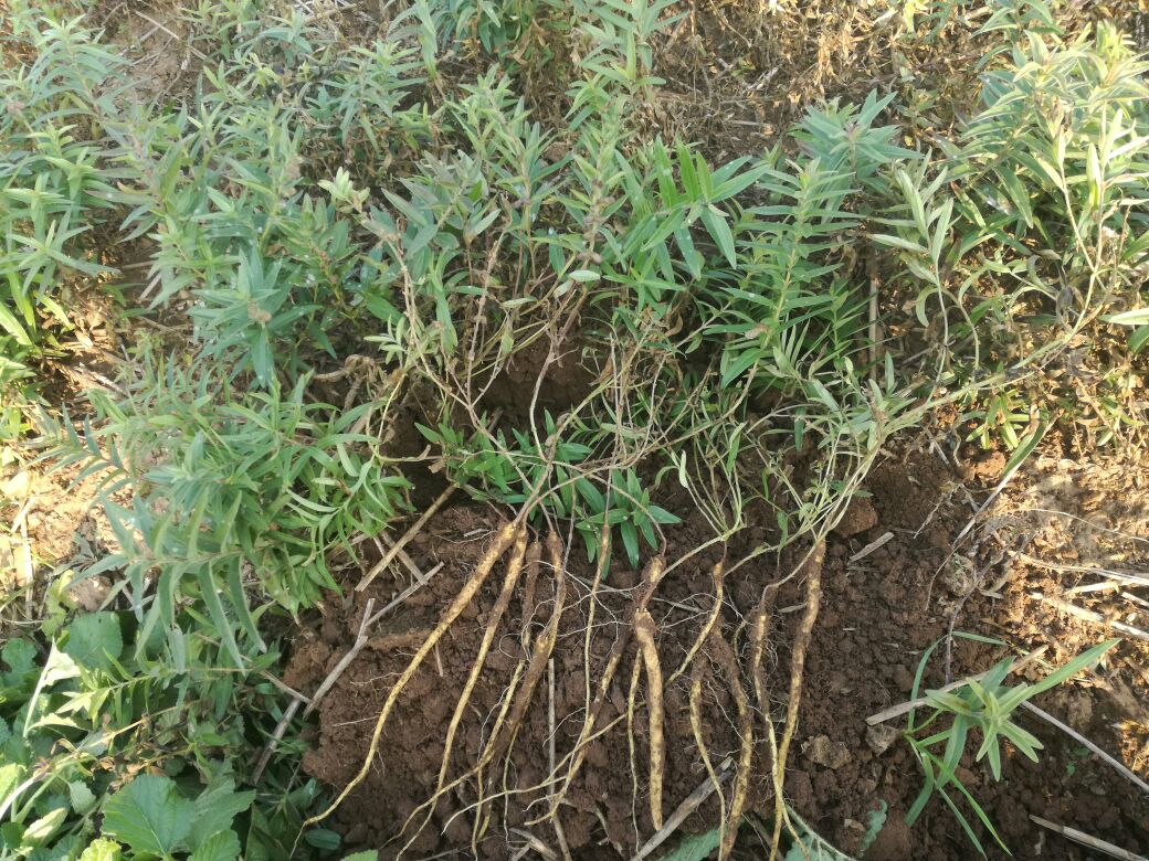 黄芩与麻黄的植物形态对比图