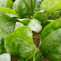 大叶菠菜20~25厘米