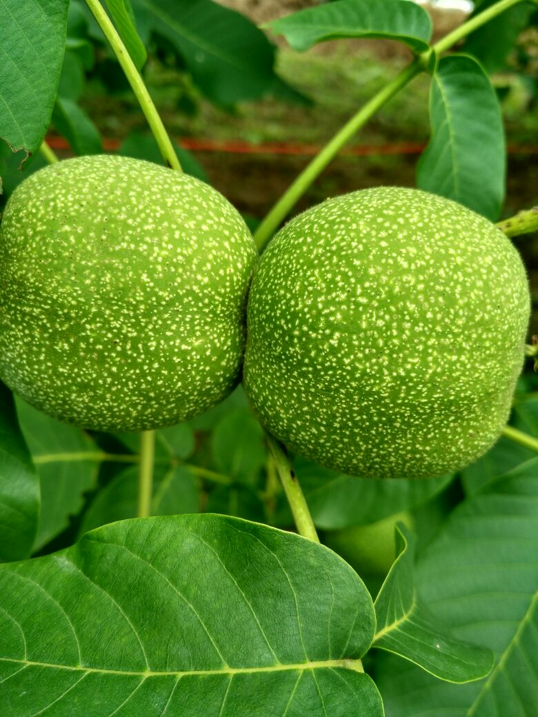 青皮蛙,青皮,炙青皮(第9页)_大山谷图库