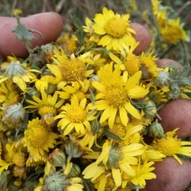 药用菊花袋装